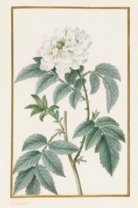 Branche de Framboisier d'Asie en fleur (Rubus Rosifolius)
