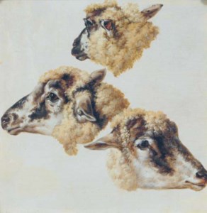 Study of heads of sheep