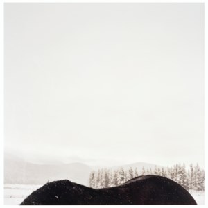 Horseback, 1999
