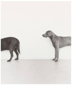 Foley, Saucy, Man Ray, 1972