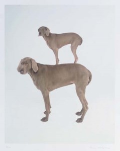 Dog and Pony
