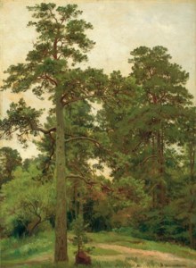Pine trees, Merekiul'