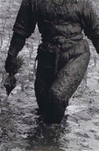 Woman Planting Rice, Toyama, Japan, 1955