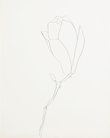 Magnolia