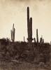 Arizona