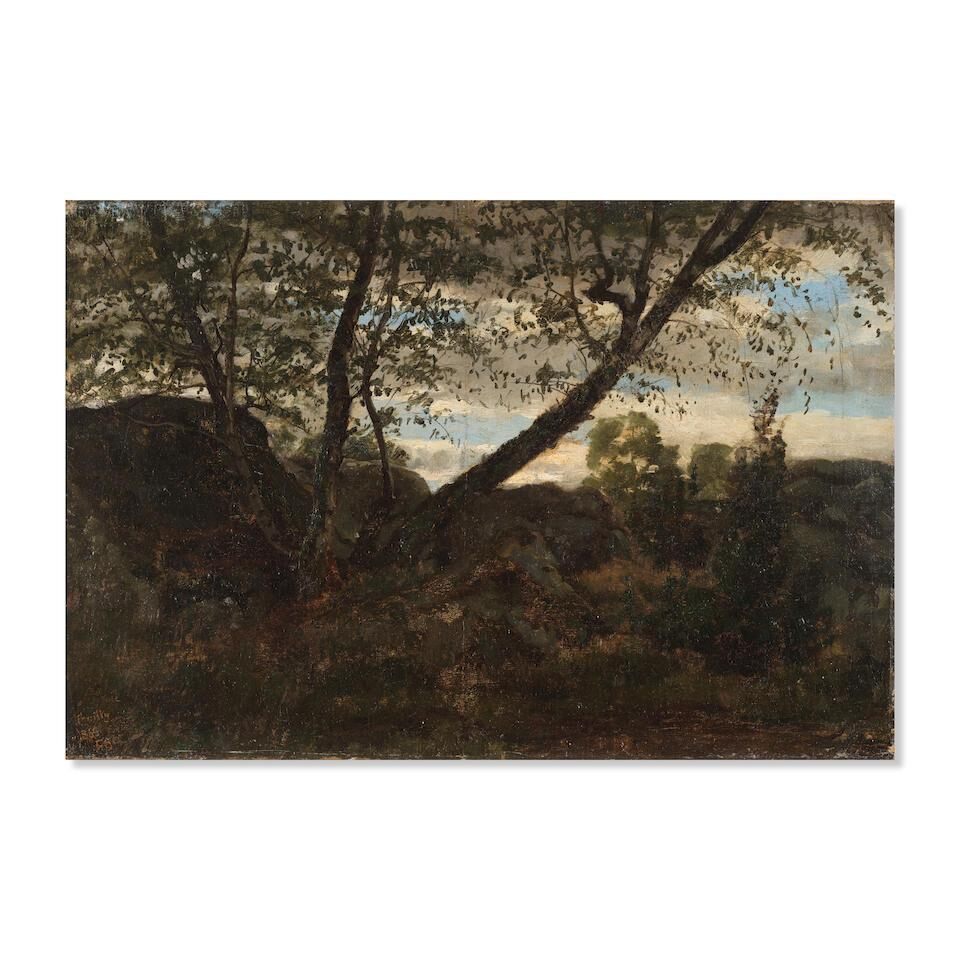 Sous-bois à Chailly, forêt de Fontainebleau