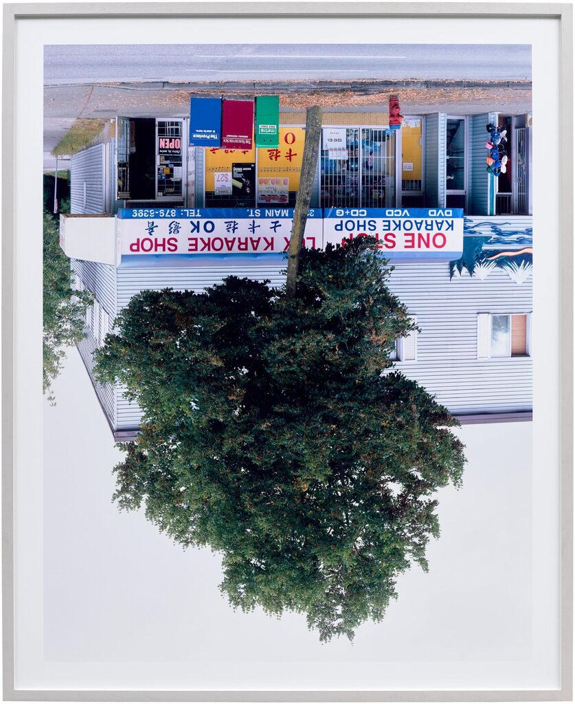 Main Street Tree