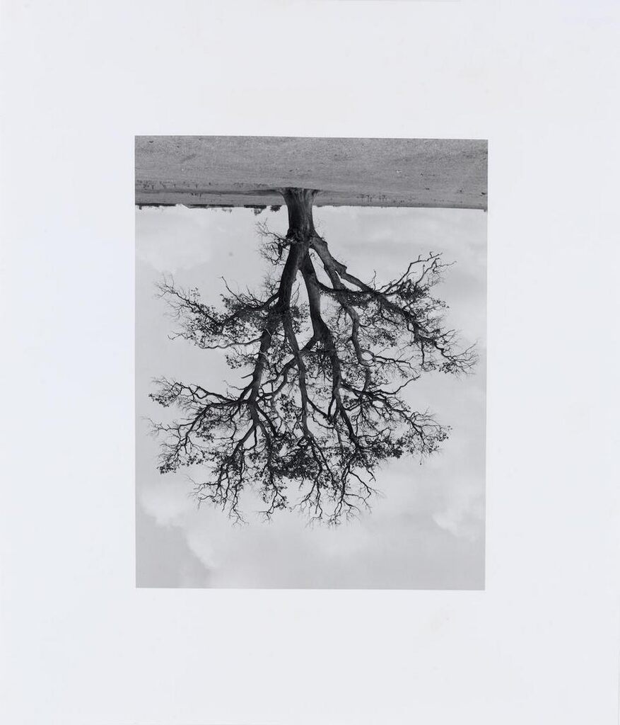 Oxfordshire Oak, Banford Fall, 1990