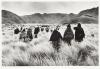 on the Road to Attilo, Chimborazo, Ecuador