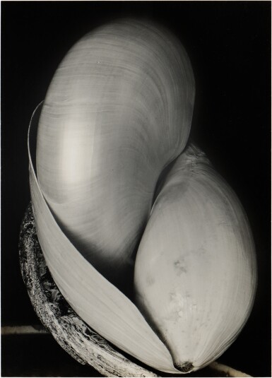 Shells