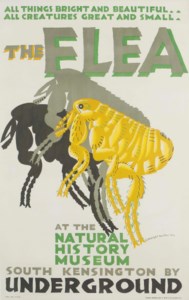 THE FLEA AT THE NATURAL HISTORY MUSEUM, SOUTH KENSINGTON
