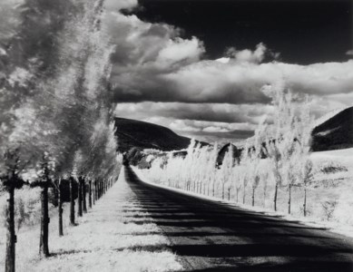 Road and Poplar Trees, in the Vicinity of Naples and Dansville, New York, 1955