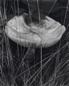 Toadstool and Grasses, Georgetown, Maine, 1928, from 'On My Doorstep'