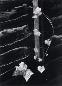 Ivy, Portland, Oregon, 1964