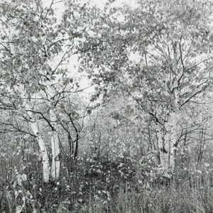 Untitled (from Door County, Wisconsin), 1993