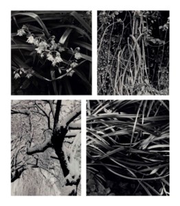 Various images from The Garden at Orgeval , 1956-76