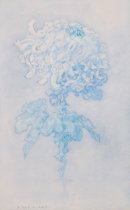 Chrysant