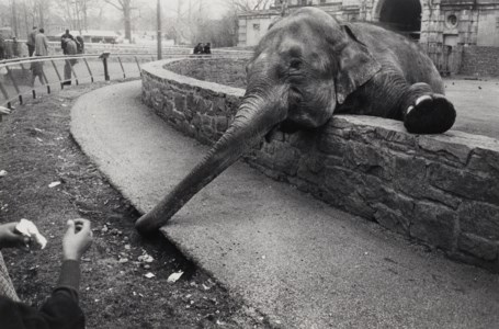 Untitled (from The Animals), 1961-1969