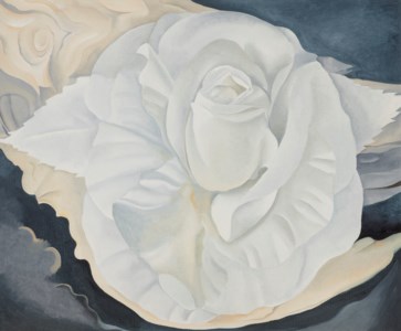 Georgia O'Keeffe, White Calico Rose
