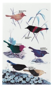 Warbler, Waterthrush, Ovenbird