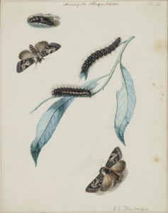 Papillons et chenilles