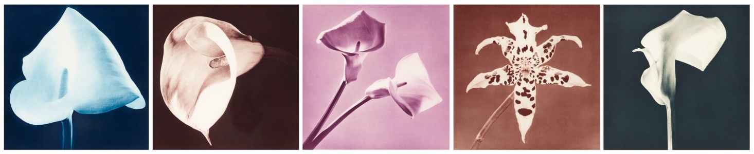 Flowers, 1987