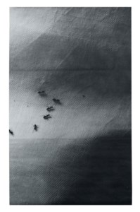 Untitled (Ants on tablecloth)