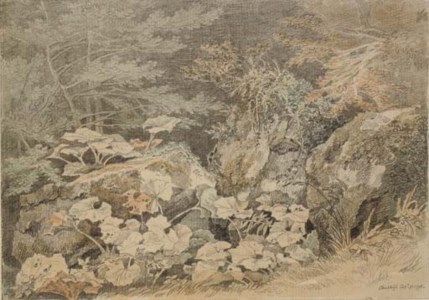 A study of undergrowth at Chudleigh, Devon