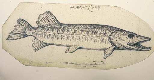Study of a pike with fish hook