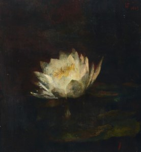 Water Lily