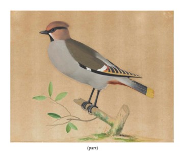 A waxwing ( Bombycilla )