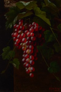 Concord Grapes
