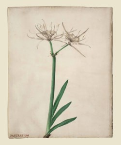 Pancratium