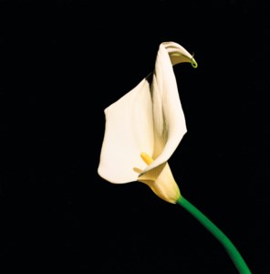Calla Lily