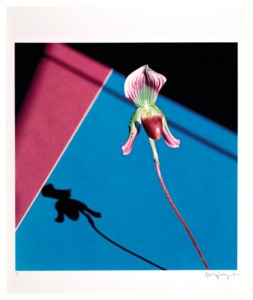 Orchid, 1986