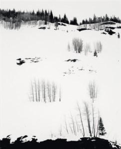 Aspen Trees and Snow, Colorado, 1957
