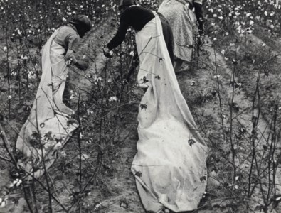 Cotton Pickers at Work, Pulaski County, Arkansas, 1935