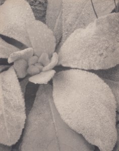 Mullein Maine, 1927