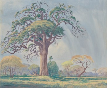 Hardekoolboom in a Bushveld Landscape