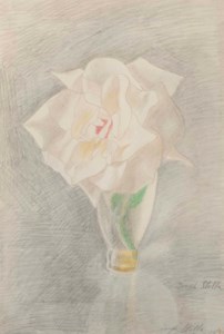 White Rose in a Vase