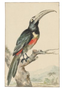 A Toucan (Pteroglossus aracari) on a branch