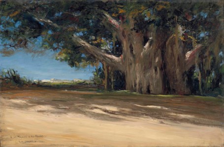 Les Sycomores du Vieux Caire (Old Cairo's Sycamore Trees)