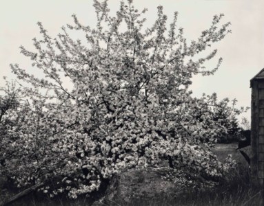 Apple Tree in Full Bloom, Maine, 1946