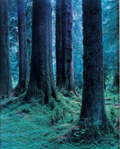 Quinault # 8, 1991