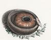 Untitled (Study of a Gourd.)