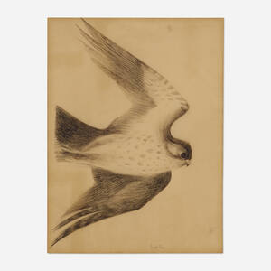 Pilgrim Hawk