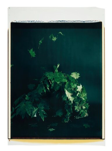 Untitled (Leaves)