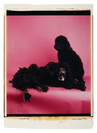 'Poodled II' and 'Poodled III'