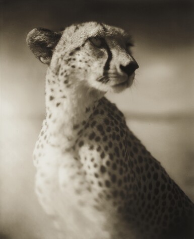 Cheetah Against Dark Sky, Masai Mara