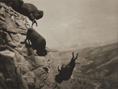 Untitled (Buffaloes)
